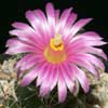 Lepidocorypantha macromeris, magenta y v runyonii, El Paso, Tx, deep thick taproots, Sierra Paila.