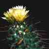 cactus alucinogenos