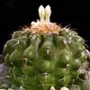 tropicales con cefalio