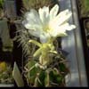 gruesas sps oscuras, cites, tambien llamado placentiformis, flat dark green stem, 3 heavy sps, y v alteolens (Lem.)