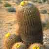 48 especies, 376 taxones, candelabro erizo cespitoso columnar, en matorrales Amplio genero de la familia cactaceas Mejico y USA