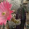 Echinocereus scheeri ssp. gentryi v cucumis, similares tambien en concentracion de alcaloides