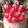Genero ahora mammillaria o coru`hata, 60 taxones, en honor a los hermanos Escobar, small sp plants, Neobesseya, Mexico, USA, E. duncanii, Cuatrocienagas, hides in tiny rock cracks y pinkish sps Sierra,NM,.