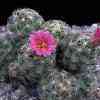 Esvobaria ahora mammillaria, alguna coryphatha. Erstey small heads, clusters freely, purple
