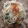Ahora Coryphantha minima, Brewster Co.Tx rara CITES fls. magenta