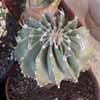 Nuevo G�nero Geohintonia mexicana, muy dura, color azulado llamativo, rara solo tengo 2 plantas 4 cms y 6 cms