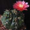 nurvo cactus alucinogeno