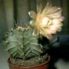  Cactus Gymnocalycium mihanovichii, tipica cactacea de bola, facil mutando, generos cercanos Cintia y Weingartia, este grandes flores amarillas, mas de 234 taxones, Argentina, Bolivia y Brasil.