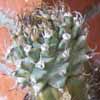 Turbinicarpus alonsoi, raro y lento con flor de intenso fusia brillante. Espinacion cada vez mas engrosada. Solo tengo 1 de 4 cms para intercambiar