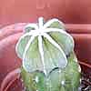 En obras y faltan fotos de varias especies dificiles y raras hasta el genero, como este Aztekium ritteri, hintonii, cintias y blossfeldia, etc.