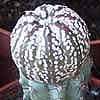 Astrophytum asterias super kabuto injertado desde 2 a&ntilde;os 1 cms diametro, tiene ahora 4 cms y 2 a&ntilde;os injertado sobre Pilosocereus bradii.