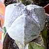 Astrophytum myriostigma de 3 costillas cuando lo corte para reinjertar, en el centro corte le salian 3 cabezas, dos de 3 costillas y 1 de 4