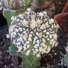 Intercambio ejemplares como esta sersiess de fotos: 4-6 cms astrophytum asterias kabutos de diferentes manchas y forma monstruosa