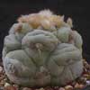  2 especies 29 taxones, Superbonita, sin espinas. Aguanta heledas - 5�C seca. Origen Mexico. L. lutea y v jourdania fls rosas y blancas