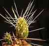 cactus andinos en coj�n, fls amarillas (gen. opuntias) con espinas, opuntioaceas del sur
