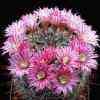  Flores en corona Cactus Mammillaria longimamma, Venados Mex. Mas de 1.350 taxones, agrupacin subgeneros: dolichothele, Krainzia, Bartschella, Pellosperma, Mammillopsis, etc, Mjico.