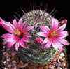 Mammillaria grahamii, craigii, longimamma, micromeris, yaquensis, contienen alcaloides. Los frutos tambien los contienen