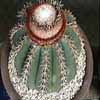 Adukto sale cefalio, centro y sud America, cefalio, temperatura min. 10� C brownish red cephalium y El Rancho Guatemala