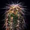Candelabro de las monta�as, gigante, semitropical, gigante, parecido a pilosocereus, con pelo