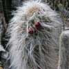9 especies,14 taxones, candelabro de las monta&ntilde;as, gigante, con pelo, antes Arequipa, Morawetzia, Mejico. 