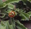 La Fruta del Drag&oacute;n muy apreciada asia, Japon,... pitaya (Pitahaya), epifita cactacea trepadora, flores nocturnas, polinizan murcielagos