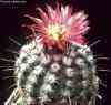  Actualmente integra al g&eacute;neros, seudoparodia, alguna lobivia, Notocactus (K.Schumann), Basilicactus, Eriocactus, Wigginsia, Brasilparodia NOTOCACTUS, Bolivia, Brazil, Paraguay, Uruguay, Argentina. 
