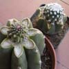 Varios injertos de pediocactus, mi g�nero preferido por su dureza, aguantan -20 C� y blanda turgencia al tacto, varias especies johnsonii, fickeisenii, simpsonnii, muy raros y lentos