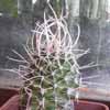 Mi g�nero apenas se ofrece por internet, injertos pediocactus pebessianus, 3 de 4 cms diametro, para intercambio de otras especies y variedades del genero por espinaci�n gruesa recta o curva