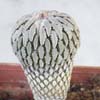 Especies de Pelecyphora aselliformis de flor gigante y mamila mini pectinada, rara crece muy lenta y dificil clonaci�n e intercambios proximos