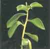 17 especies, 59 taxones, en honor a Nicolas de Peiresc, Precactus. Arboreos, caduciformes, diverso tama&ntilde;o, antes Rhodocactus, Mexico, Caribe y norte Argentina, Uruguay. 