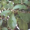 Espinacion larga. Precactus. Arboreos, caduciformes, diverso tama�o, antes Rhodocactus