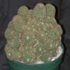 muy cespitosas y floridas, poca sps. light green finger-like stems form large clusters, many light pink flowers in spring 