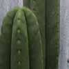  Trichocereus scopulicolus, pliege superior y separacion corta de mammilas, forma raya. forma intermedia entre el Echinocereus scheeri ssp. gentryi v cucumis, similares tambien en concentracion de alcaloides