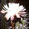 Stetsonia coryne, 1 especie, 3 taxones, en homenaje a L. Stetson, columnar grande de espinacion variada y fuerte. Card�n, toothpick cactus, tuna de Argentina, Bolivia, Paraguay.long sps blancas, pale blue stem