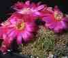  actual REBUTIA, splendide, bolas de flor grande aguanta mas frio, Sudamericana.