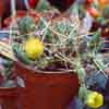 antigua = Maihueniopsis glomerata