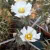 Theprocactus platyacanthus. Espinas centrales largas fuertes, aplanadas