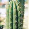 Trichocereus cuzcoensis intermedio entre peruvianus y pachanoi de espinas, muy usado es muy resistente al frio y vigoroso. Se puede buscar hibrudaciones F-1 que potencien los alcaloides.
