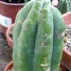 Trichocereus pachanoi muy hibridados sin espinas, variedad Huanaco. La concentracion de alcaloides no tiene que ver con especie, espinas, sino con el menor tama�o e hibridaci�n de algunas especies no g�neros