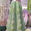 cactus San pedro tipico pero no el mas potente. Adivinacion y mescalina