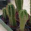 Trichocereus pachanoi, cuzcoensis y bridgesii para pie de injertos, crecimiento normal de esqueje 1 a�o a dos. actual subg�nero de ECHINOPSIS, antes cereus, roseocereus,... Columnares grandes Matorral o arbolada. Argentina, Bolivia, Brazil, Chile, Paraguay, Peru, Uruguay.