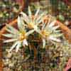  Turbinicarpus, dos subgeneros: rapidacactus y turbinicarpus, 26 especies, 64 taxones (Buxbaum y Backeberg), antes Neolloydia, pelecyphoras, strombocactus�, muchos cambios por genetica, extincion, Mejico y suroeste Usa. T. Gracilis, bianco-giallino y Aramberri,NL.