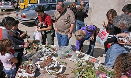 Intercambios y regalos de la Kedada de el Ejido, Almeria. Antes de entrar al vivero se cogen plantas reproducidas. Se injertan porque los m&aacute;s dif&iacute;ciles se hacen f&aacute;ciles. 