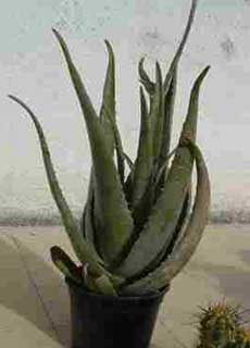 Aloe Vera de 6 a�os para enfermedades de la piel y ulceras externas, internas digestivas o bucales, que use varias veces con exito.