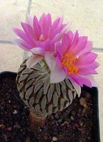 Esta Pelecyphora aselliformis Mas de 20 a�os en 5 cms diametro, tiene dos colores en la grandes flores. Rara y en extinci�n
