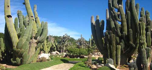 Est&aacute;n las especies mas registradas y muchos sinonimos