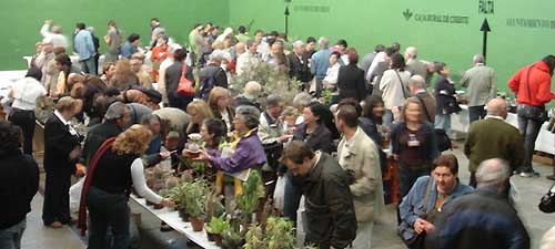  Venta plantas en congreso de Cheste. Hay 320 familias de Angiospermas, y solo 17 Familias son de plantas suculentas (Succulentae), un tercio de especies de plantas. Hay unas 82.000 especies son Plantas xer&oacute;fitas, ge&oacute;fitas, des&eacute;rticas perennes con caudex u hojas crasas o reducidas de inter&eacute;s medicinal, qu&iacute;mico,cultural ...