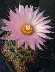 Coryphantha macromeris = Lepidocorypantha macro, Alcaloides y latex. flores magenta y flecadas, var. runyonii thin brown and gray sps, deep thick taproots, S. Paila. Eddy Co. NM, El Paso, Tx USA.