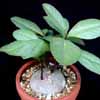 Familia PASSIFLORACEAE Africa Tropical, caudex plano y liso blanco. Hojas marcadas