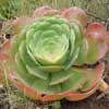 Aeonium canariense, Genero Aeonium, Familia Crassulaceae. Hay 18 generos, 650 especies. los mas grandes Agave (300), Dracaena (80), Sanseviera (50), Yucca (35), Nolina (30).